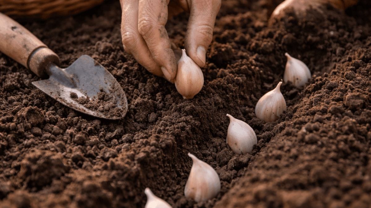 planting growing glorious garlic cloves in soil