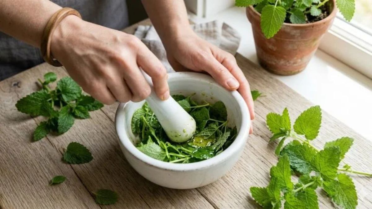 Natural Soap Plants - Crushing lemon balm for fragrance