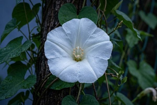 Pure white Moonflower blossom opening at night on a garden vine