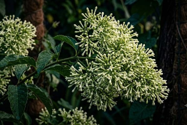 Clusters of tiny tubular flowers of Night-Blooming Jasmine on a shrub branch