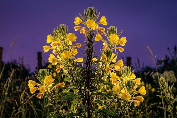 Yellow Evening Primrose wildflowers blooming open under a twilight sky