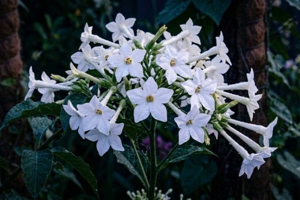 Tubular star-shaped white Flowering Tobacco flowers in a garden bed