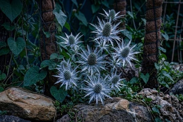 Geometric steel blue spiky Sea Holly flowers in a home rock garden