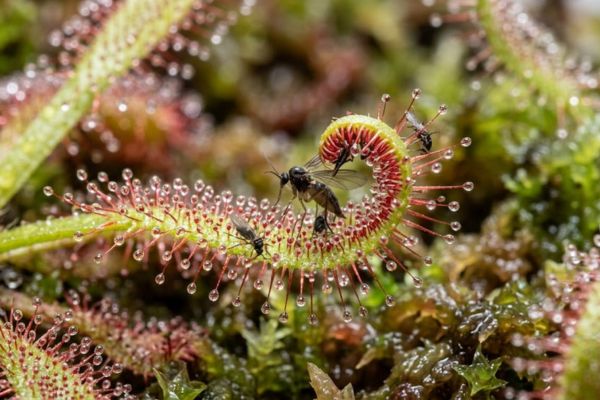 As popular bug eating plants, Cape Sundews effectively trap fungus gnats on their sticky, dewy leaves.