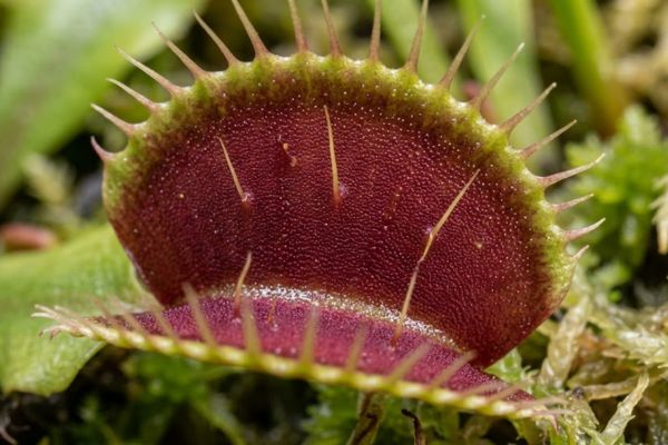 Open lobes of Venus Flytrap classic bug eating plants ready to catch prey.